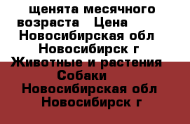 щенята месячного возраста › Цена ­ 100 - Новосибирская обл., Новосибирск г. Животные и растения » Собаки   . Новосибирская обл.,Новосибирск г.